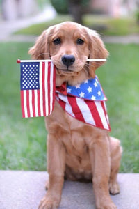 Exploring the Meaning Behind 4th of July Colors and Flowers. Incorporating flowers into the decorations